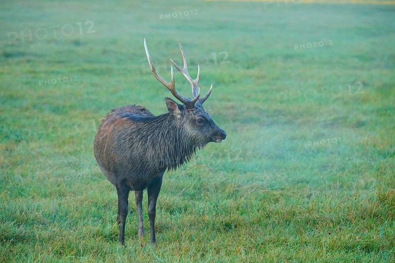 Sika deer (Cervus nippon), standing alone in a foggy meadow, Germany
