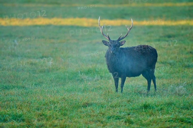Sika deer (Cervus nippon), with magnificent antlers in the morning mist in a meadow, Germany