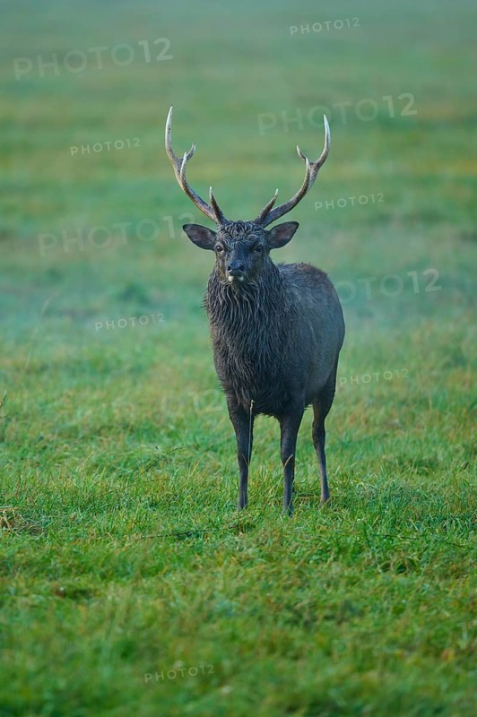 Sika deer (Cervus nippon), at dusk on a green meadow with majestic antlers, Germany
