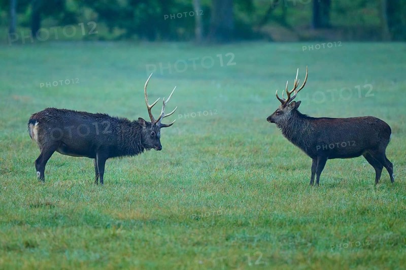 Sika deer (Cervus nippon), two sika deer during the rutting season, on a wide, green meadow, Germany