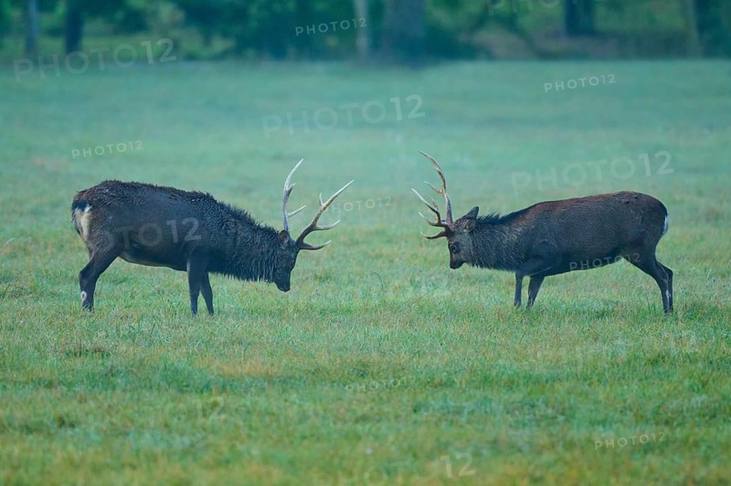 Sika deer (Cervus nippon), two sika deer during the rutting season with lowered heads on a green meadow opposite, Germany