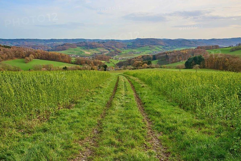 Ruts lead through green fields in an expansive landscape, Winterkasten, Lindenfels, Bergstrasse district, Odenwald, Hesse, Germany