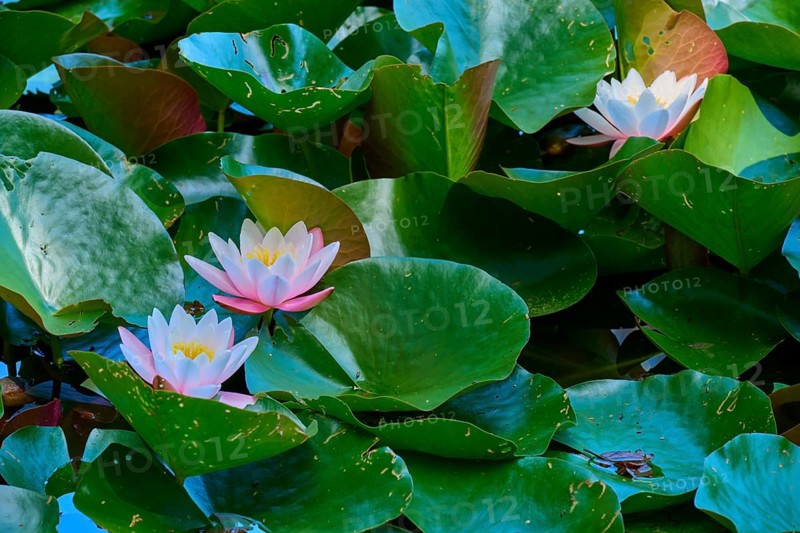 White and pink water lilies blooming on dense green leaves in the pond, Mülbener See, Mülben, Waldbrunn, Neckar-Odenwald-Kreis, Odenwald, Baden-Württemberg, Germany