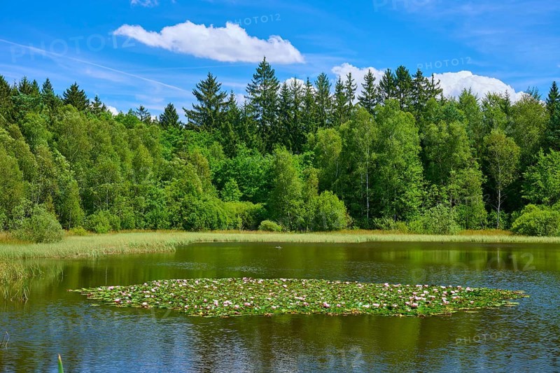 Tranquil lake with water lilies surrounded by dense forests under a clear blue sky, Mülbener See, Mülben, Waldbrunn, Neckar-Odenwald-Kreis, Odenwald, Baden-Württemberg, Germany