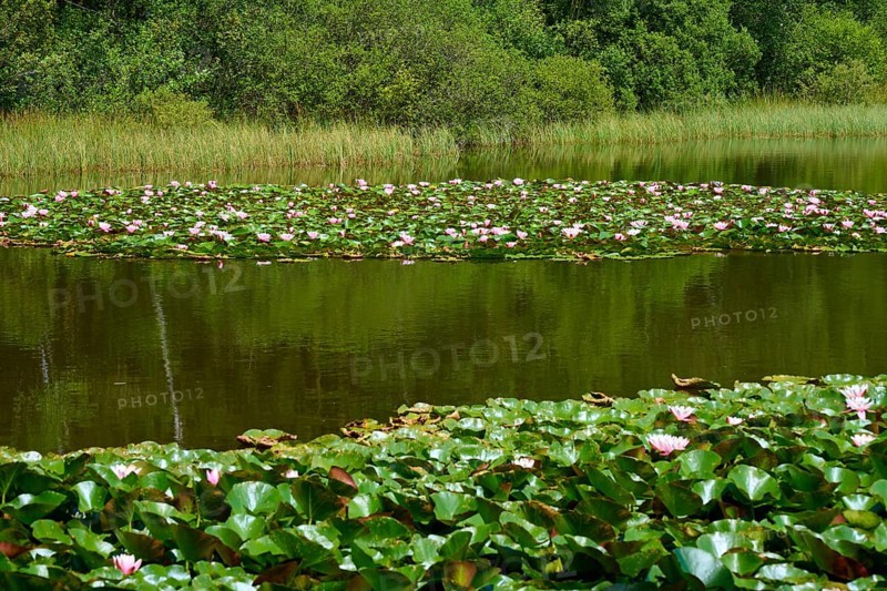 Pond covered with water lilies and surrounded by dense green vegetation in a peaceful atmosphere, Mülbener See, Mülben, Waldbrunn, Neckar-Odenwald-Kreis, Odenwald, Baden-Württemberg, Germany