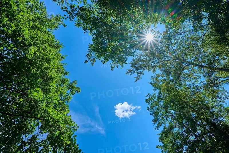View through treetops to the sky, sunbeams breaking through the dense foliage, Mülbener See, Mülben, Waldbrunn, Neckar-Odenwald-Kreis, Odenwald, Baden-Württemberg, Germany