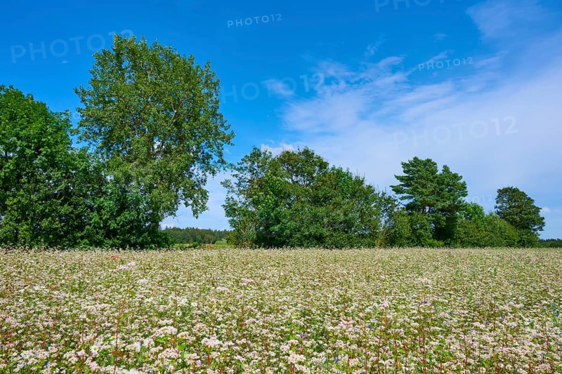 Buckwheat (Fagopyrum esculentum), field under a clear blue sky and surrounded by trees, Mülben, Waldbrunn, Neckar-Odenwald-Kreis, Odenwald, Baden-Württemberg, Germany