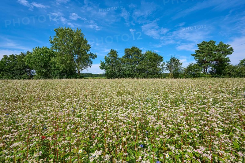 Buckwheat (Fagopyrum esculentum), field under blue sky, surrounded by trees, Mülben, Waldbrunn, Neckar-Odenwald-Kreis, Odenwald, Baden-Württemberg, Germany
