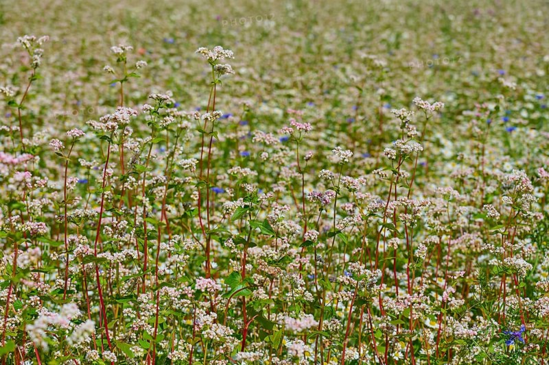 Dense field of flowering buckwheat (Fagopyrum esculentum), with bright flora, Mülben, Waldbrunn, Neckar-Odenwald-Kreis, Odenwald, Baden-Württemberg, Germany