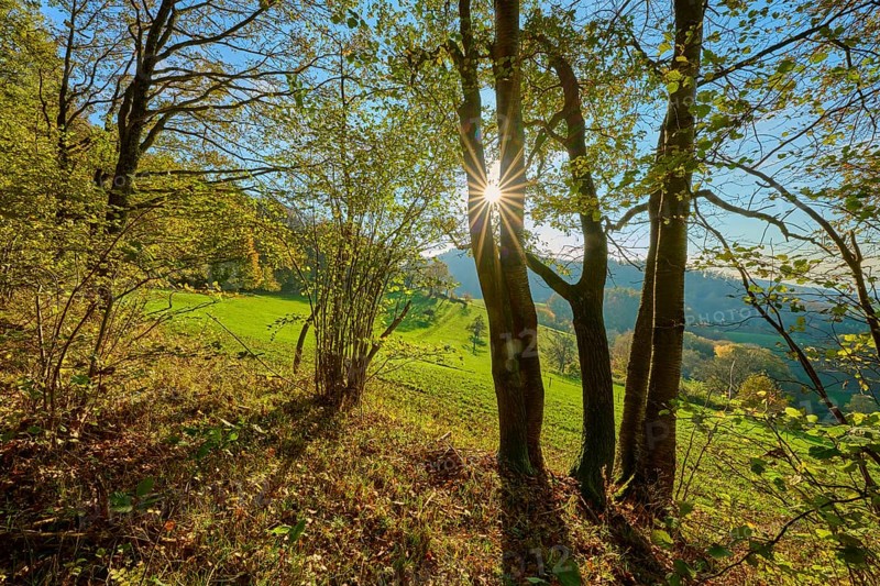 Sunbeams fall through the leaves of a forest and create a peaceful, shady ambience, Vöckelsbach, Mörlenbach, Bergstrasse district, Odenwald, Hesse, Germany