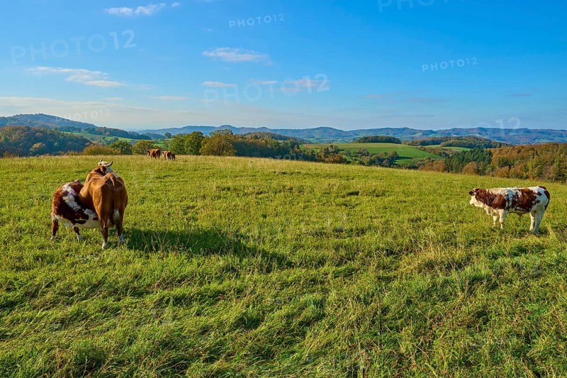 Cows standing relaxed on a green meadow surrounded by hills under a clear sky, Vöckelsbach, Mörlenbach, Bergstrasse district, Odenwald, Hesse, Germany