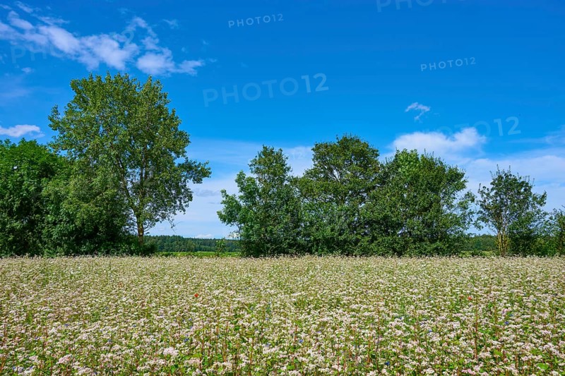 Buckwheat (Fagopyrum esculentum), in the sunshine, trees in the background, blue sky, Mülben, Waldbrunn, Neckar-Odenwald-Kreis, Odenwald, Baden-Württemberg, Germany