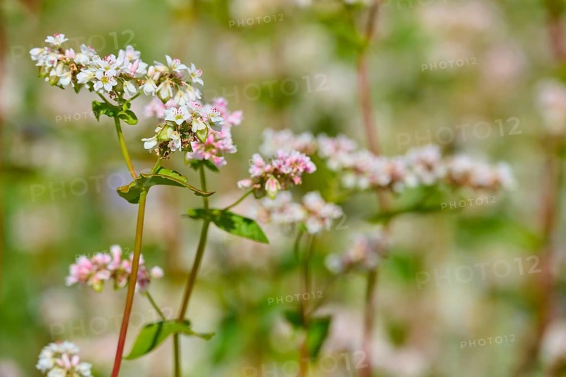 Buckwheat (Fagopyrum esculentum), flowers in pastel colours in close-up with blurred background, Mülben, Waldbrunn, Neckar-Odenwald-Kreis, Odenwald, Baden-Württemberg, Germany