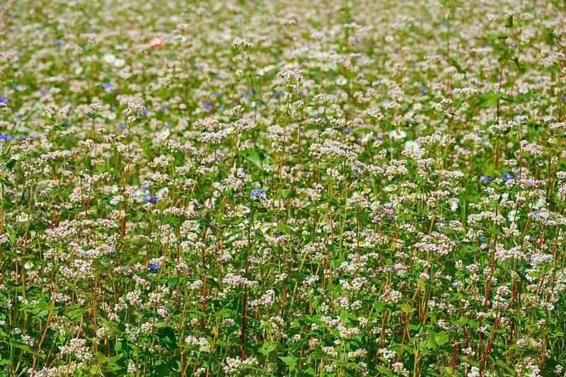 Buckwheat (Fagopyrum esculentum), with numerous flowers Mülben, Waldbrunn, Neckar-Odenwald-Kreis, Odenwald, Baden-Württemberg, Germany