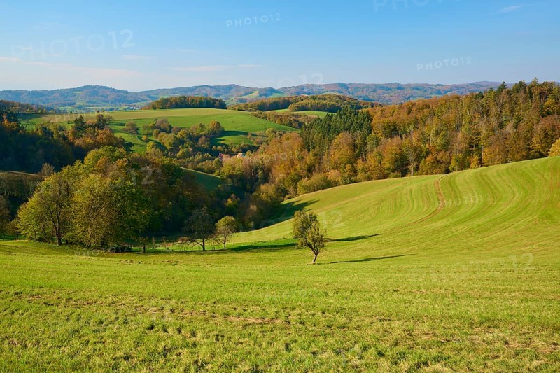 Green hills with meadows and autumnal trees that exude a peaceful rural charm, Vöckelsbach, Mörlenbach, Bergstrasse district, Odenwald, Hesse, Germany