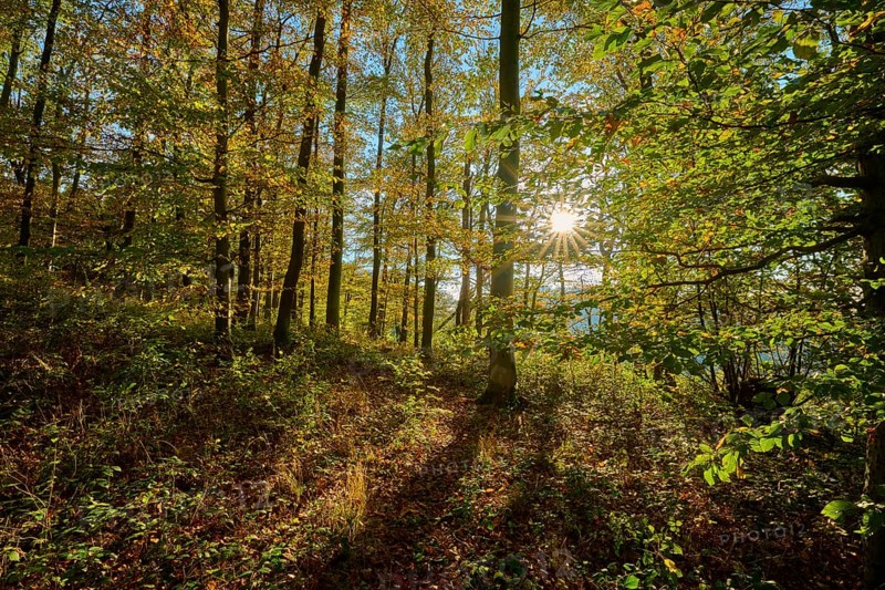 Autumn sunlight penetrates the trees of a forest and creates a quiet, warm atmosphere, Vöckelsbach, Mörlenbach, Bergstrasse district, Odenwald, Hesse, Germany