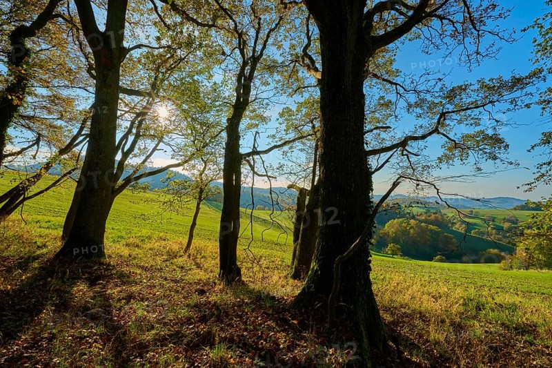 Trees cast shadows in a meadow under sunny sky, Vöckelsbach, Mörlenbach, Bergstrasse district, Odenwald, Hesse, Germany