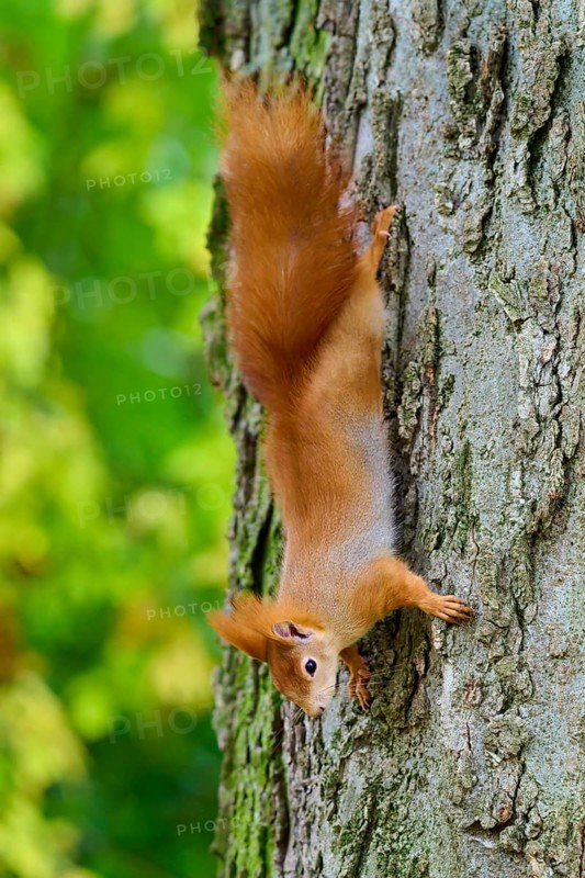 Eurasian squirrel (Sciurus vulgaris), climbing upside down on a tree trunk, surrounded by green foliage in an autumn forest, Germany