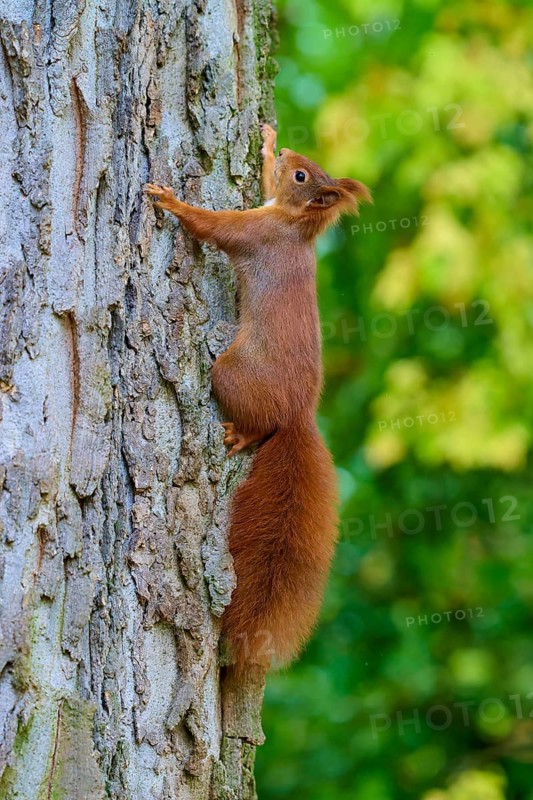 Eurasian squirrel (Sciurus vulgaris), clinging to a tree trunk, surrounded by greenery, Germany