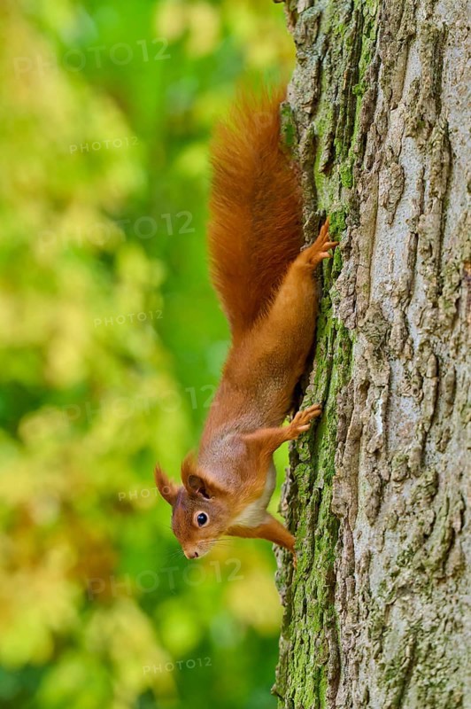 Eurasian squirrel (Sciurus vulgaris), climbing attentively upside down on a tree, Germany