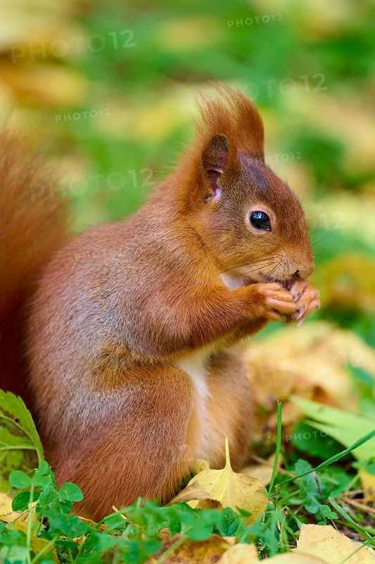 Eurasian squirrel (Sciurus vulgaris), sitting on the ground and holding something in its paws surrounded by yellow leaves, Germany