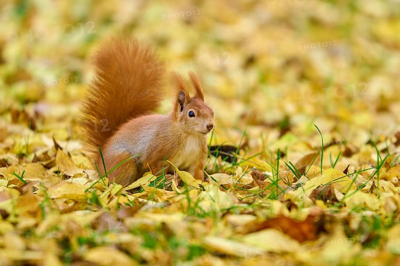 Eurasian squirrel (Sciurus vulgaris), sitting attentively in autumn leaves with tail erect, Germany