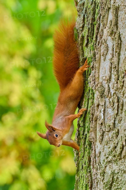 Eurasian squirrel (Sciurus vulgaris), climbing upside down on a tree trunk in an autumn forest, Germany
