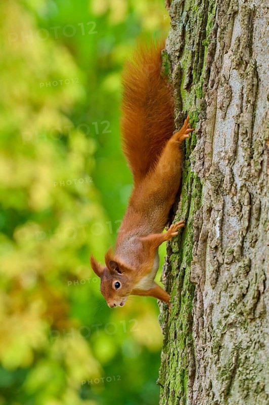 Eurasian squirrel (Sciurus vulgaris), climbing headfirst down a tree trunk, Germany