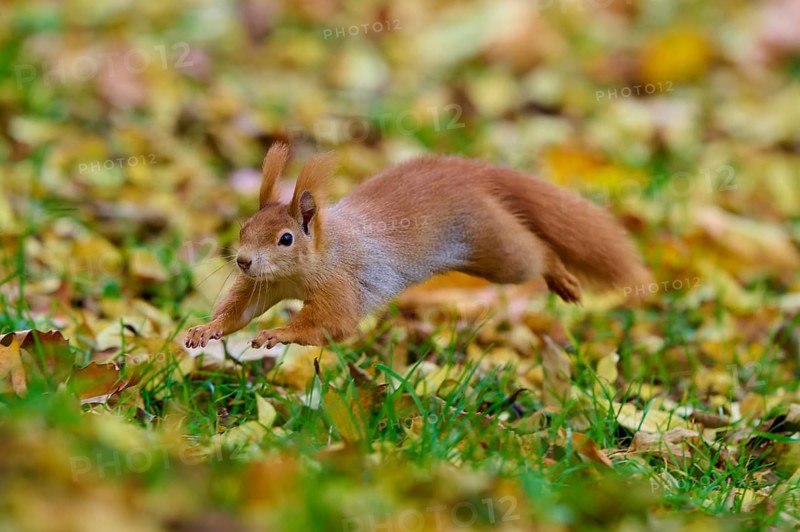 Eurasian squirrel (Sciurus vulgaris), leaping briskly over the ground covered with autumn leaves, Germany