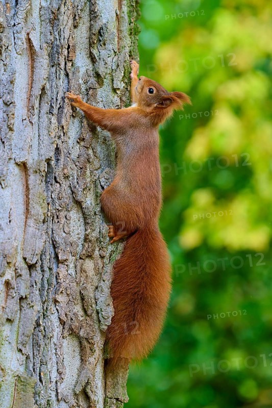 Eurasian squirrel (Sciurus vulgaris), in a climbing pose on a tree trunk in the forest, Germany
