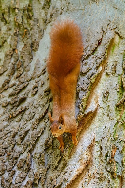 Eurasian squirrel (Sciurus vulgaris), looking down from above, on a structured tree trunk, Germany