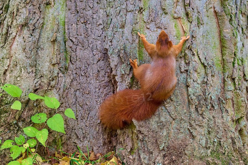 Eurasian squirrel (Sciurus vulgaris), clinging to the rough bark of a tree trunk in the forest, Germany