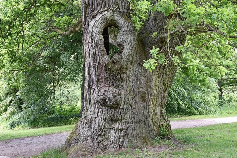 Old English oak, German oak, Eichenbrüder, (Quercus robur) in Putbus Castle Park, Rügen, Mecklenburg-Western Pomerania, Germany
