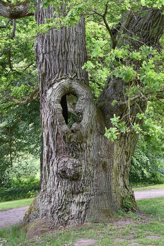 Old English oak, German oak, Eichenbrüder, (Quercus robur) in Putbus Castle Park, Rügen, Mecklenburg-Western Pomerania, Germany