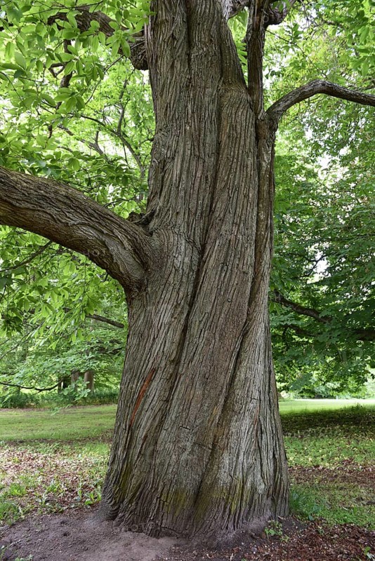 Horse chestnut (Aesculus hippocastanum) in Putbus Castle Park, Rügen, Mecklenburg-Western Pomerania, Germany