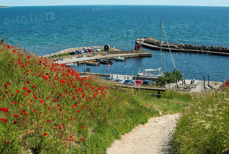 Blooming poppies on the slopes of Kåseberga ridge, and path leading down to Kåseberga harbor, Ystad municipality, Baltic Sea, Skåne county, Sweden, Scandinavia