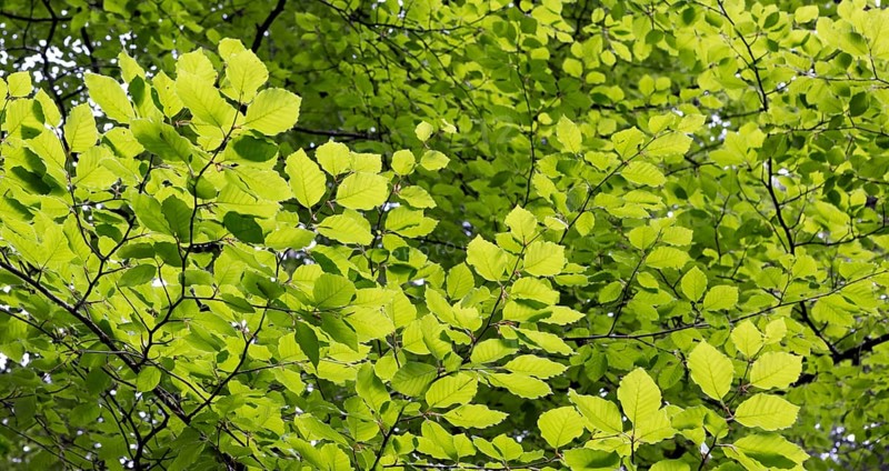 Beech forest, branches with green leaves in the sun, forestry, Mondseeland, Salzkammergut, Upper Austria, Austria