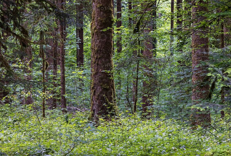 Mixed forest with densely overgrown forest floor, forestry, Mondseeland, Salzkammergut, Upper Austria, Austria
