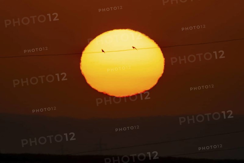 Two birds sitting on a power line in front of the rising sun, Frankfurt am Main, Hesse, Germany