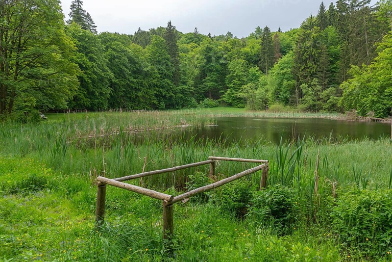 Frau Holle Pond in the GEO nature park Park Frau Holle Land am Meissner, low mountain range, legendary figure, home of the fairy tale, forest reed bank, district of Kassel, Fulda Werra Bergland, Germany