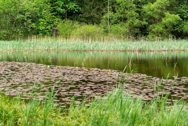 Frau Holle pond in the GEO nature park Park Frau Holle Land am Meissner, low mountain range, legendary figure, home of the fairy tale, forest reed banks, water lilies, Frau Holle wooden statue, Kassel district, Fulda Werra Bergland, Germany