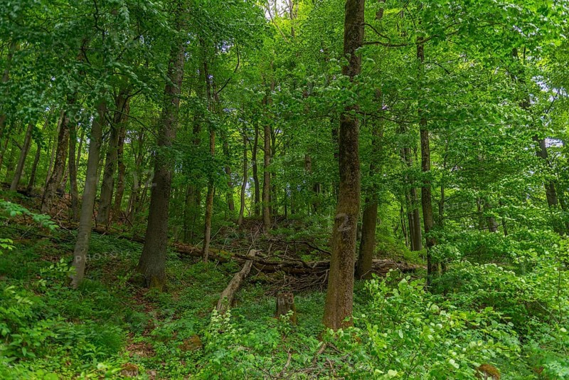 GEO nature park Park Frau Holle Land am Meissner, deciduous forest with deadwood, low mountain range, legendary figure, home of the fairy tale, tranquillity, recreation, Kassel district, Fulda Werra Bergland, Germany