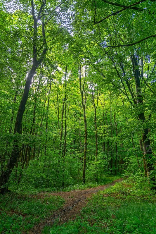 GEO nature park Park Frau Holle Land am Meissner, deciduous forest with hiking trail, low mountain range, legendary figure, home of the fairy tale, nature, peace, relaxation, sunlight, district of Kassel, Fulda Werra Bergland, Germany