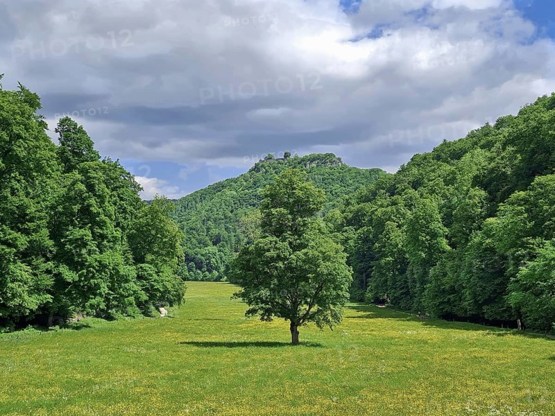 A lonely tree in a wide meadow surrounded by forest and hills under a cloudy sky, Bad Urach