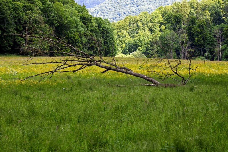 A fallen tree on a green meadow, surrounded by a forest and a cloudy sky, Bad Urach