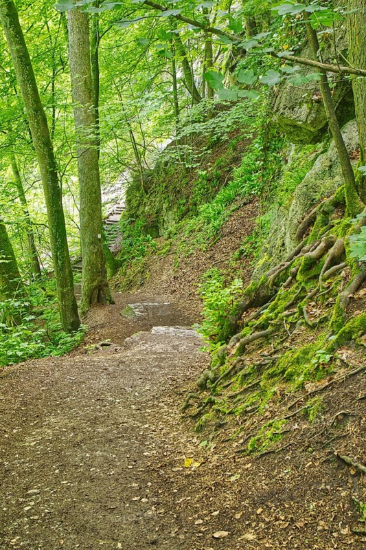 Path through a quiet, dense forest with moss-covered rocks, Bad Urach
