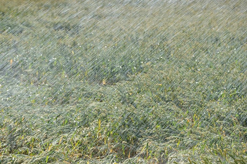 Cool wet... Irrigation (record summer, heatwave summer 2018), artificial irrigation of a grain field in midsummer, water consumption in agriculture, high costs for farmers, Lower Rhine, Rhine district of Neuss, North Rhine-Westphalia, Germany