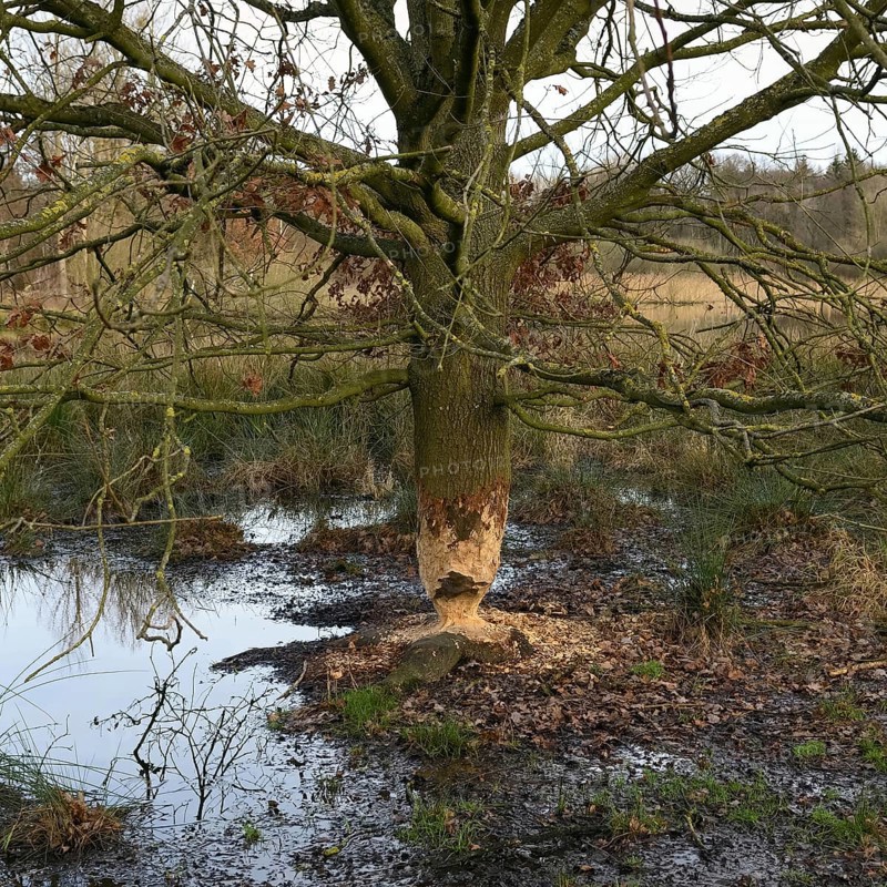 Gnawed oak... Beaver (Castor fiber), gnawing marks, gnawing marks of a beaver on an oak, tree gnawed by a beaver, typical hourglass shape, tree felling of a beaver, Rhineland, Cologne Bay, North Rhine-Westphalia, Nature in Germany