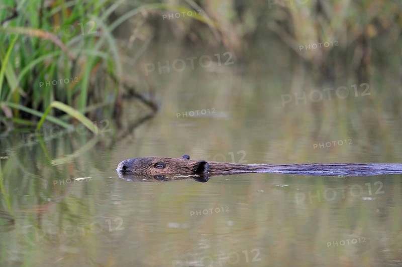 Successful reintroduction... European beaver (Castor fibre) swimming through a body of water lying flat in the water, differs in typical characteristics from the nutria, wildlife, North Rhine-Westphalia, Nature in Germany