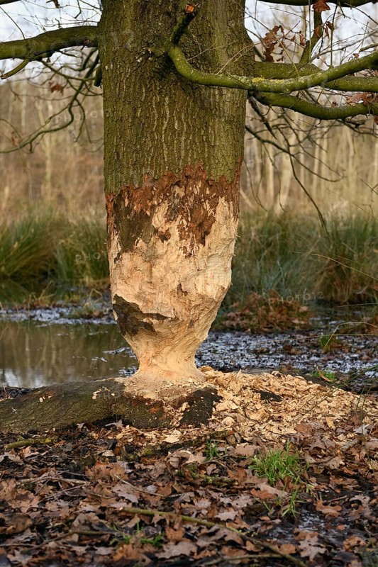 The beaver was there... Nibbled oak (Fagus sylvatica) at the edge of a body of water, gnaw marks of a beaver on a large, sturdy tree, typical hourglass, egg timer, shape due to double-cone-shaped gnawing of the trunk, Cologne Bay, administrative district of Cologne, North Rhine-Westphalia, Nature in Germany